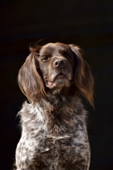 Portrait of a male dog of the Small Munsterlander breed against a black background,
