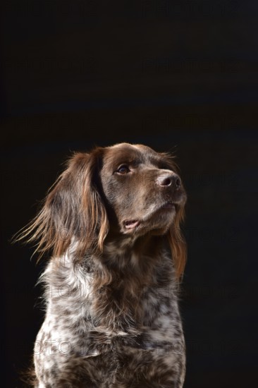 Portrait of a male dog of the Small Munsterlander breed against a black background,