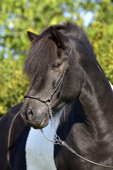 Portrait of a black piebald Icelandic gelding with show halter in front of a green background,
