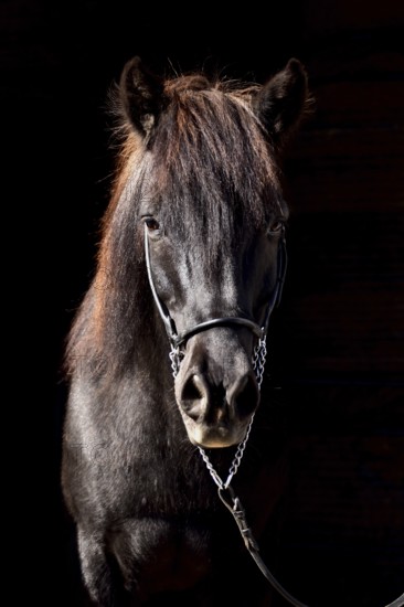 Portrait of an old black Icelandic gelding with show halter in front of a dark background,