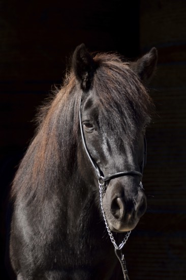 Portrait of an old black Icelandic gelding with show halter in front of a dark background,
