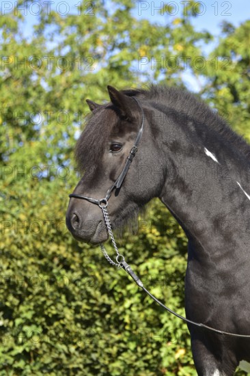 Portrait of a black piebald Icelandic gelding with show halter in front of a green background,