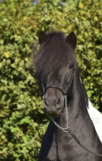 Portrait of a black piebald Icelandic gelding with show halter in front of a green background,