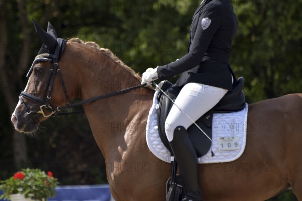 Close-up of horse's head and neck in profile with braided mane during a dressage competition at a