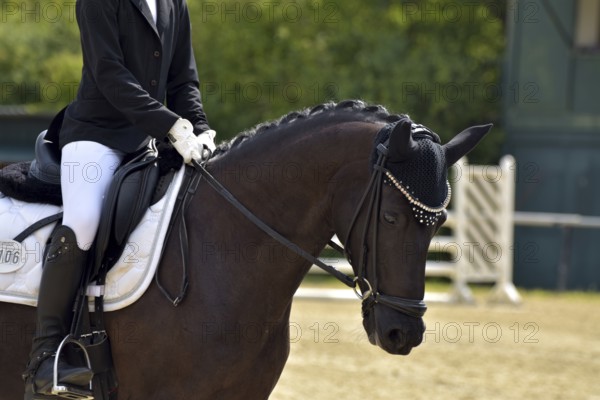Close-up of a horse's head and neck with braided mane during a dressage competition at a horse