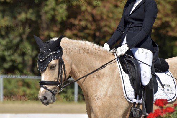 Close-up of horse and rider with the typical floral decoration at a dressage competition at a horse