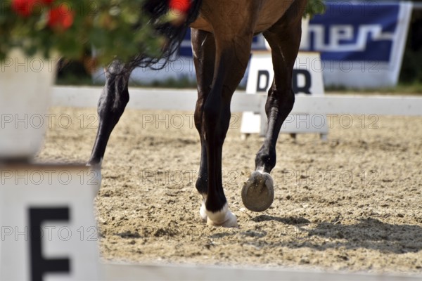 Close-up of a dressage test at a horse show with focus on legs and hooves as well as the ground in
