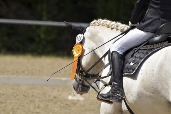 Close-up of a dressage competition at a horse show with typical equipment of rider and horse and a