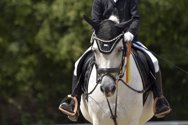 Close-up of a dressage competition at a horse show with typical equipment of rider and horse and a