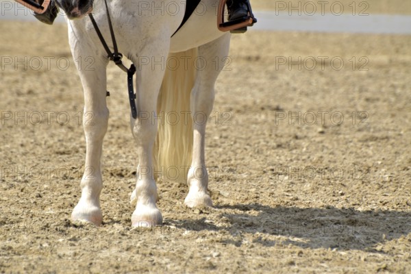 Close-up of a dressage test at a horse show with focus on legs and hooves as well as the ground in