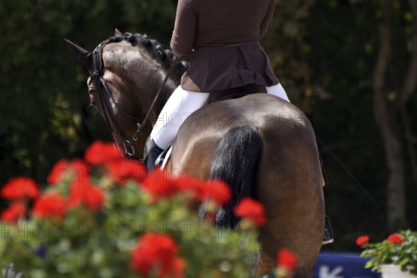 Close-up of horse and rider with the typical floral decoration at a dressage competition at a horse