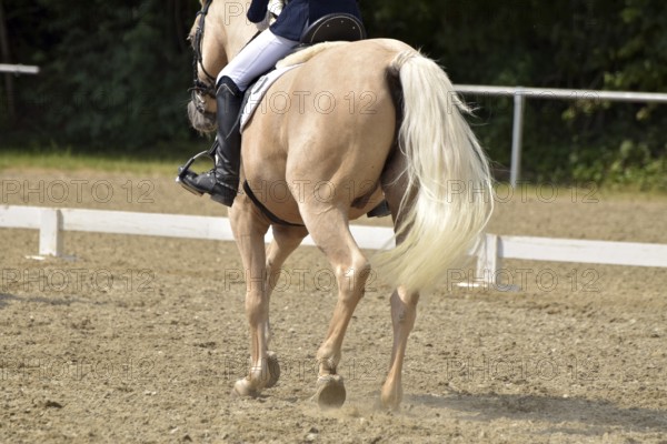 Close-up of a dressage test at a horse show with focus on legs and hooves as well as the ground in