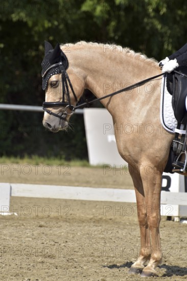Close-up of a German riding pony in a dressage test at a horse show with bridle, ear protection and