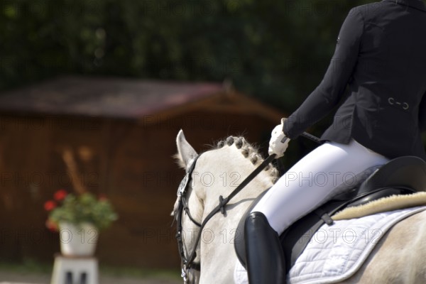 Close-ups of a dressage competition at a horse show, Rhineland-Palatinate, Germany
