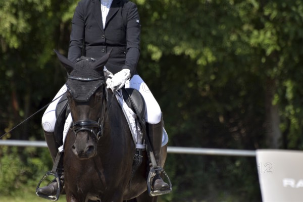 Close-up of a dressage competition at a horse show with typical equipment of rider and horse,