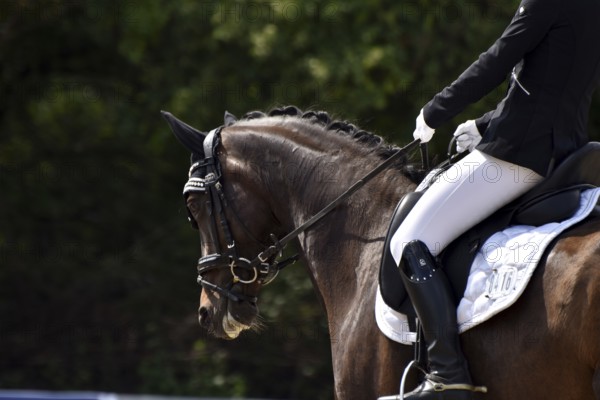 Close-up of a dressage competition at a horse show with typical equipment of rider and horse,