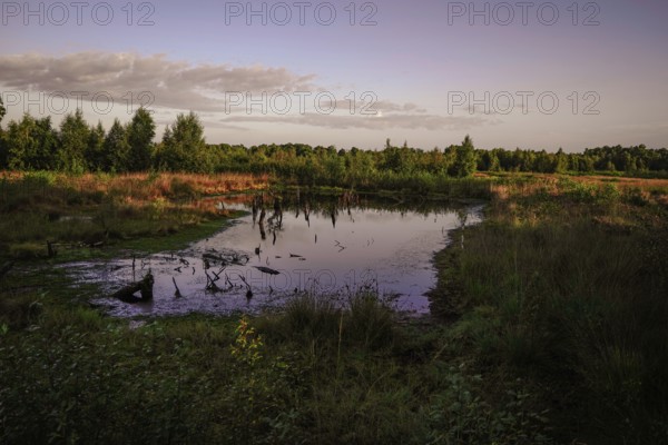 Calm pond in the morning reflects the surrounding plant kingdom and the sky, Erlebnispfad