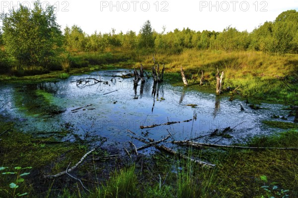 An algae-covered swampy pond with tree stumps and surrounded by green forest, appears quiet and