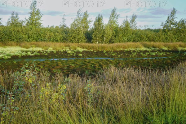 Wilderness with marshy ground, tufts of grass and trees in a peaceful setting, Diepholzer Moor