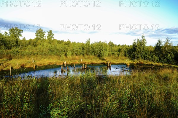 Living pond in the moor area, surrounded by dense vegetation and trees in summer light, Diepholzer