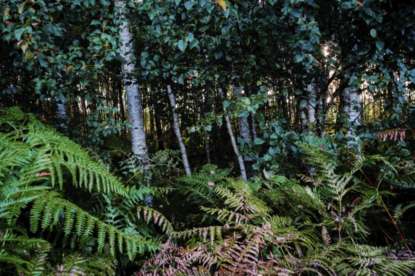 Dense forest with birches and ferns, creating a shady and cool environment, Diepholzer Moor