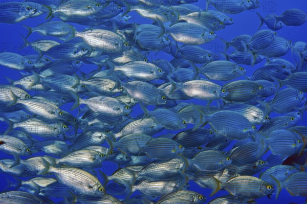 Large shoal of edible fish gilthead sea bream (Sarpa salpa), Mediterranean Sea, Giglio Island,