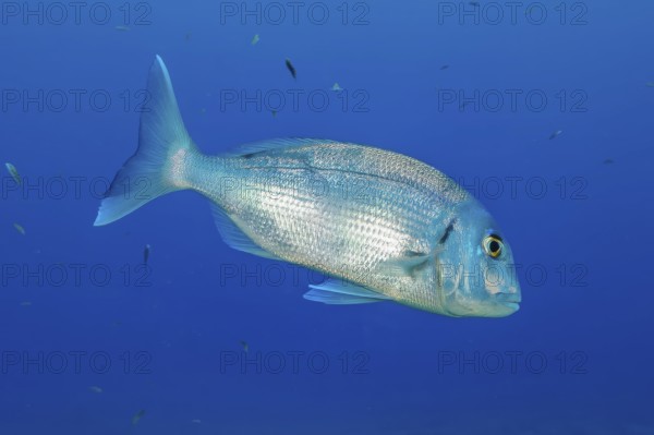 Underwater photo of dentex (Dentex gibbosus) sea bream swimming through blue sea, East Atlantic,