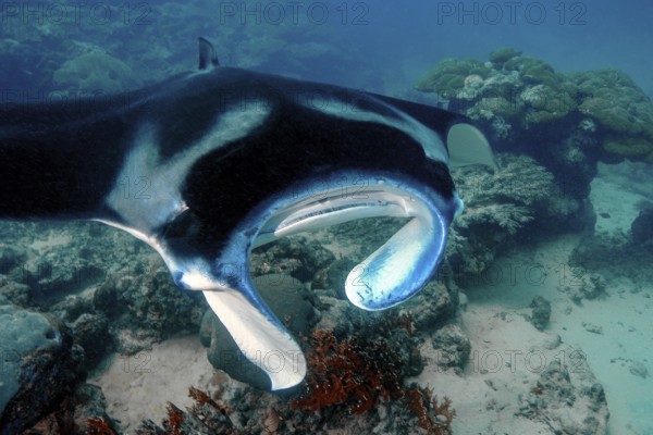 Underwater photo of coastal reef manta ray (Mobula alfredi) synonym ray common name devil ray swims