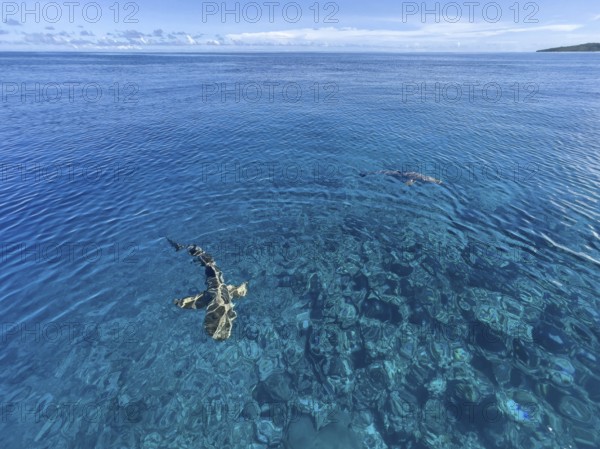 Reef sharks swimming close to the surface over coral reef off Yap Island, Pacific Ocean, Yap