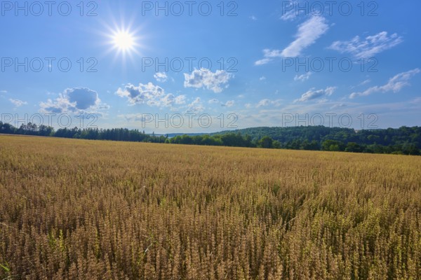 Sunshine over a wide grain field, surrounded by cloudy sky and green landscape, Reichartshausen,