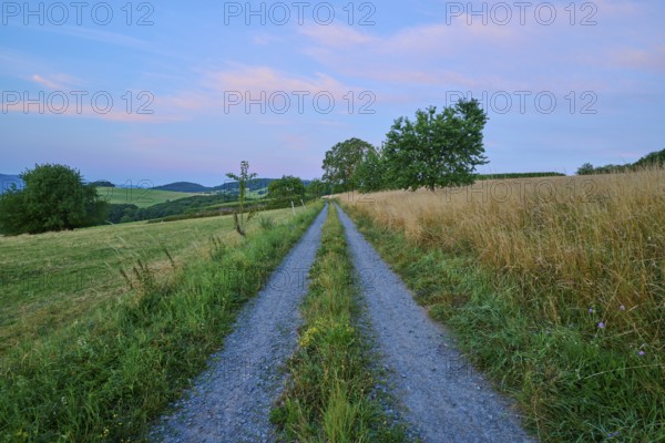 Field path between cornfield and meadow in the soft morning light, Laudenau, Reichelsheim,