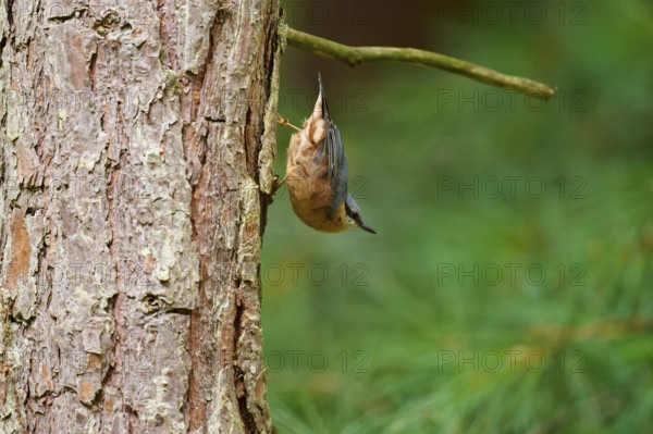 A bird, nuthatch (Sitta europaea), climbing upside down on a tree trunk in a green forest, Hesse,