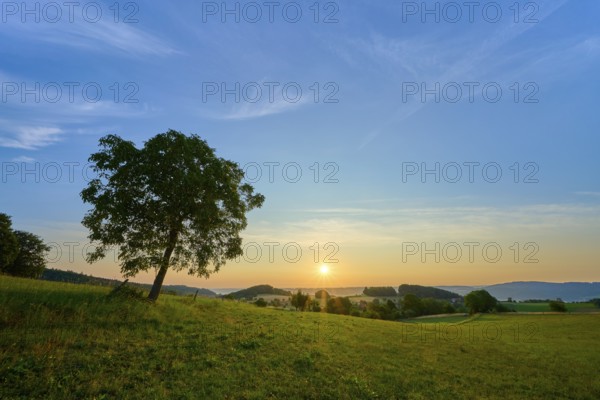 A walnut tree in a meadow at sunrise under a clear blue sky, Laudenau, Reichelsheim, Odenwald,