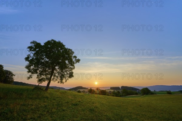 A lone walnut tree in a meadow during sunrise with yellow sky, Laudenau, Reichelsheim, Odenwald,