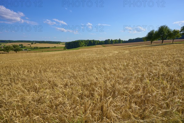 Wide grain fields with trees on the horizon under a bright blue sky with scattered clouds,