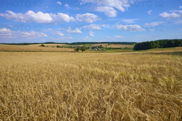 Sprawling fields of grain under a bright blue sky with picturesque clouds in the distance,