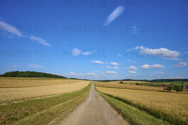 A long dirt track leads through vast fields of grain under a clear blue sky, Reichartshausen,