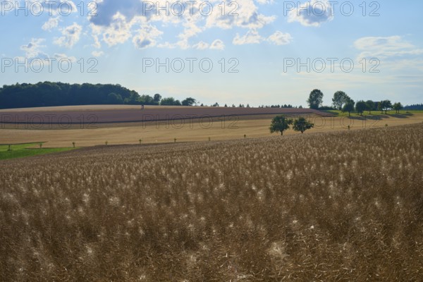 Hilly fields with trees under a slightly cloudy sky, Reichartshausen, Amorbach, Odenwald, Bavaria,