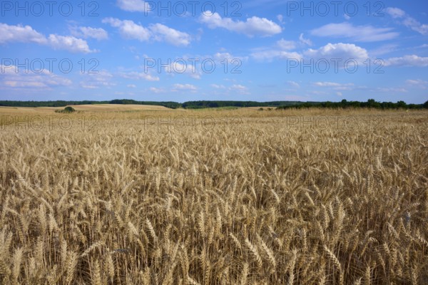 Wide wheat fields under a clear blue sky with scattered clouds, Reichartshausen, Amorbach,
