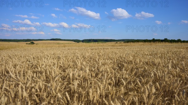 Wide wheat field under a clear blue sky with white clouds, Reichartshausen, Amorbach, Odenwald,