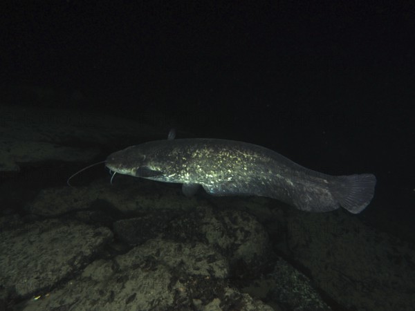 A catfish swims in a dark, rocky water environment. Dive site Klosterinsel, Rheinau, Canton Zurich,