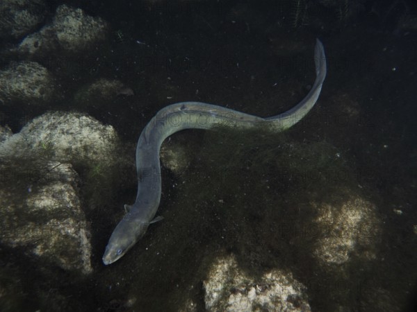 A European eel (Anguilla anguilla) wriggles over dark rocks in the water. Dive site Klosterinsel,