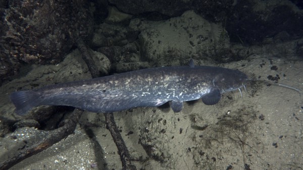 A long catfish (Silurus glanis), Waller, gliding along a sandy bottom. Dive site Klosterinsel,