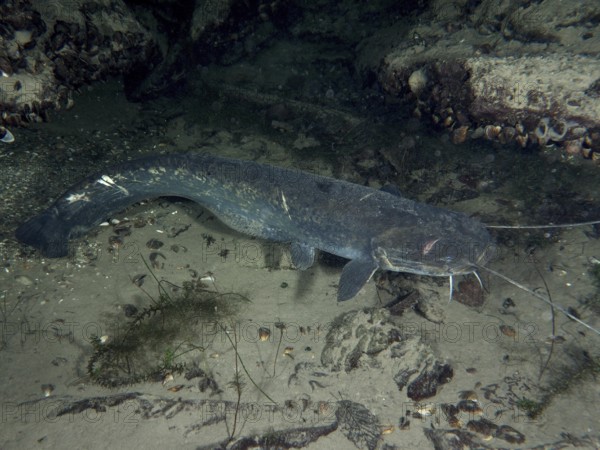 A catfish (Silurus glanis), Waller, on a sandy bottom with surrounding rocks. Dive site