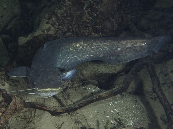 A large catfish (Silurus glanis), Waller, lies between rocks and wood. Dive site Klosterinsel,