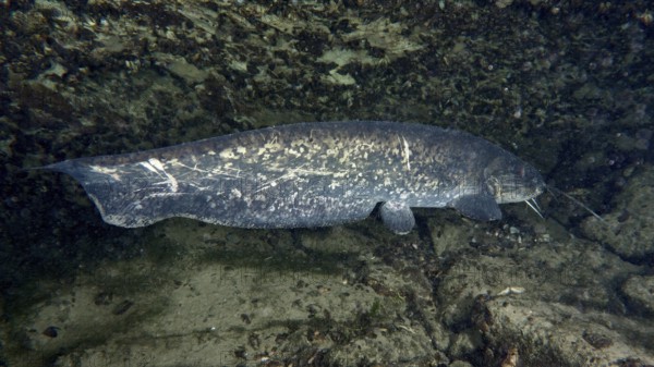 A large catfish (Silurus glanis), Waller, rests in front of a rocky underwater wall. Dive site