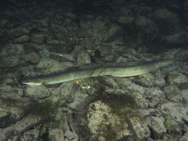 A long European eel (Anguilla anguilla) lies calmly on a gravelly bottom. Dive site Klosterinsel,