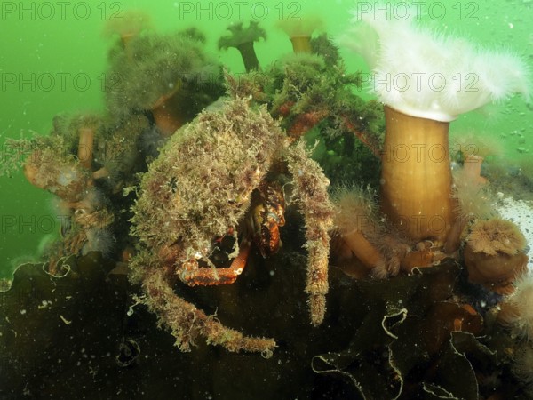Spider crab (Maja squinado) camouflages itself with algae in the green water. Dive site Rinvyle, Co