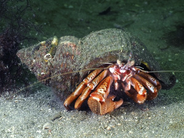 Striped hermit crab (Pagurus anachoretus) with snail shell in the underwater world. Dive site
