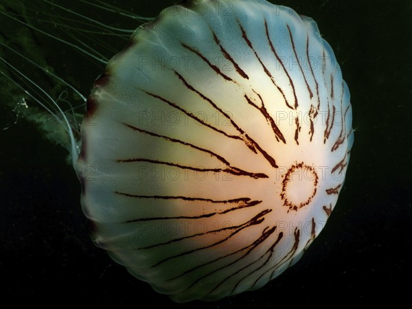Compass jellyfish (Chrysaora hysoscella) with long tentacles in the dark. Dive site Rinvyle, Co.